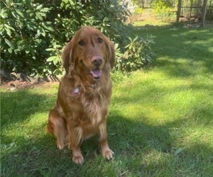 Mother of the Golden Retriever puppies born on 06/06/2025