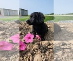 Small #2 Doxle-Poodle (Toy) Mix