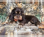 Small #1 Cocker Spaniel