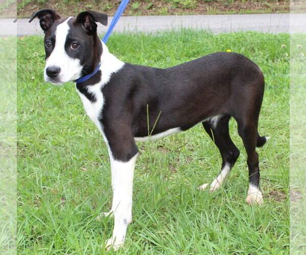 Medium Photo #2 Mutt Puppy For Sale in Prattville, AL, USA