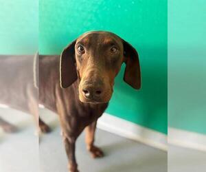 Doberman Pinscher-Unknown Mix Dogs for adoption in Visalia, CA, USA