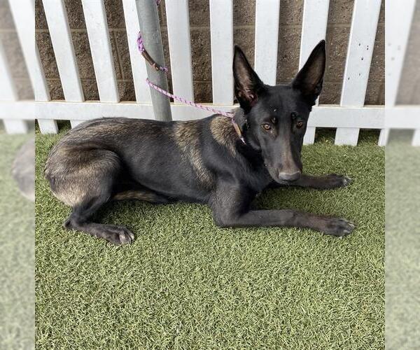 Medium Photo #1 Mutt Puppy For Sale in Modesto, CA, USA