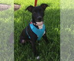 Small #2 Labrador Retriever Mix
