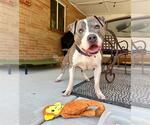 Small #2 American Pit Bull Terrier