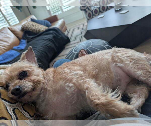 Medium Photo #2 Cairn Terrier-Unknown Mix Puppy For Sale in Kankakee, IL, USA