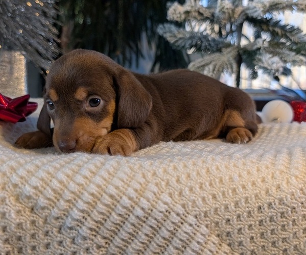 Medium Photo #10 Dachshund Puppy For Sale in GOSHEN, IN, USA