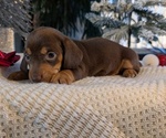 Small #9 Dachshund