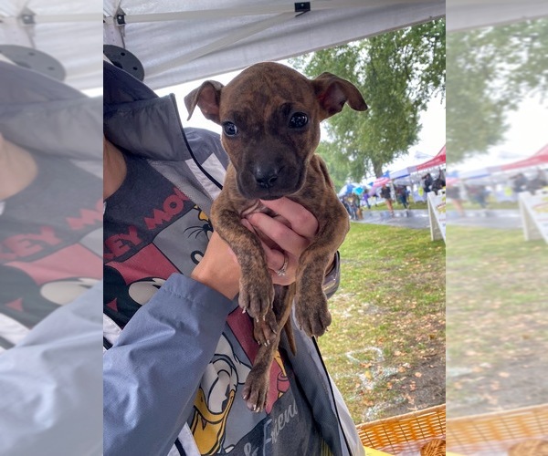 Medium Photo #6 Staffordshire Bull Terrier-Unknown Mix Puppy For Sale in Shermans Dale, PA, USA