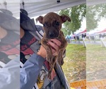 Small #5 Staffordshire Bull Terrier Mix