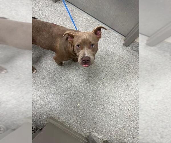 Medium Photo #1 American Pit Bull Terrier-Unknown Mix Puppy For Sale in Pasadena, TX, USA