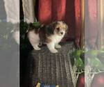 Small Photo #9 Poovanese Puppy For Sale in LOUISVILLE, KY, USA