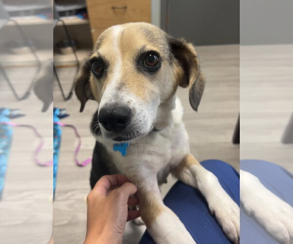 Medium Photo #3 Beagle-Unknown Mix Puppy For Sale in Plainfield, IL, USA