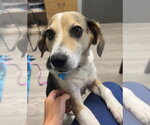 Small #2 Beagle Mix