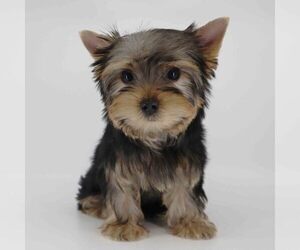Yorkshire Terrier Puppy for sale in LOS ANGELES, CA, USA