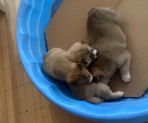 Shiba Inu Puppy for sale in LOWELL, MA, USA