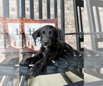 Small #5 Labrador Retriever-Miniature Australian Shepherd Mix