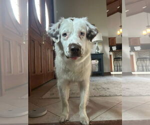 Border-Aussie Dogs for adoption in Germantown, OH, USA