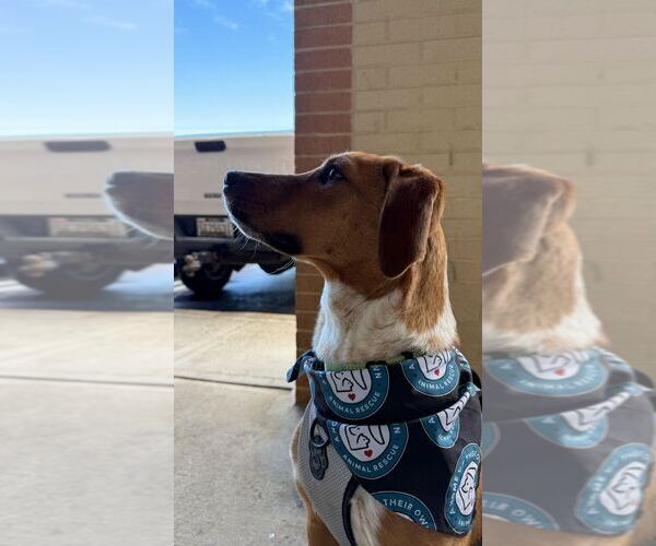 Medium Photo #11 Mutt Puppy For Sale in Silver Spring, MD, USA