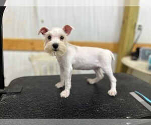Schnauzer (Miniature) Puppy for Sale in PARSONS, Tennessee USA
