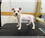 Small Schnauzer (Miniature)