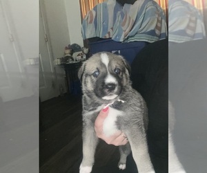 American Pit Bull Terrier-Siberian Husky Mix Puppy for sale in SOMERSET, TX, USA