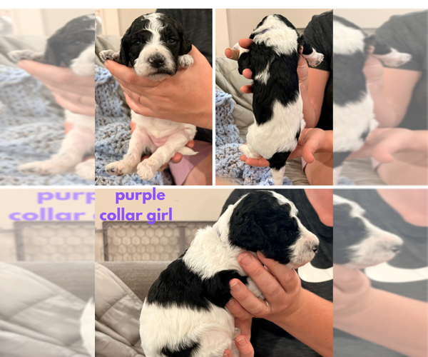 Medium Photo #7 Poodle (Standard) Puppy For Sale in CORYDON, IN, USA