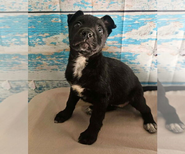 Medium Photo #12 German Shepherd Dog-Unknown Mix Puppy For Sale in Lakewood, CO, USA