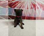 Puppy Rose Belgian Malinois