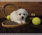 Small Photo #5 Bichon Frise Puppy For Sale in TORONTO, OH, USA