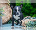 Small Photo #5 Boston Terrier Puppy For Sale in HARLAN, IN, USA