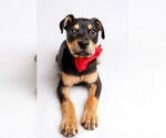 Small #4 American Staffordshire Terrier-Chihuahua Mix