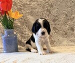Small #1 English Springer Spaniel