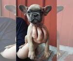 Small Photo #7 French Bulldog Puppy For Sale in COTTAGEVILLE, SC, USA