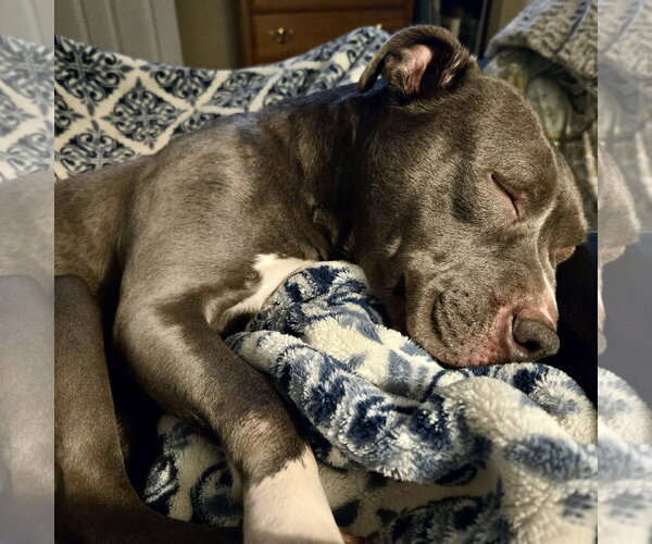 Medium Photo #21 Mutt Puppy For Sale in Mount Laurel, NJ, USA