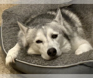 Memphis - Male Siberian Husky-Unknown Mix Dog for Adoption - Photo #16