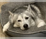 Small Photo #16 Siberian Husky-Unknown Mix Puppy For Sale in Columbus, IN, USA
