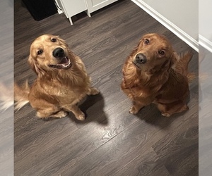 Mother of the English Cream Golden Retriever puppies born on 12/14/2025