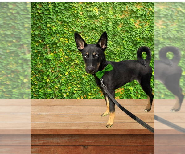 Medium Photo #1 German Shepherd Dog-Huskies  Mix Puppy For Sale in San Diego, CA, USA