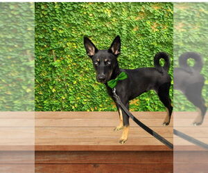 German Shepherd Dog-Huskies Mix Dogs for adoption in San Diego, CA, USA