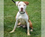 Small #1 American Bulldog-American Staffordshire Terrier Mix