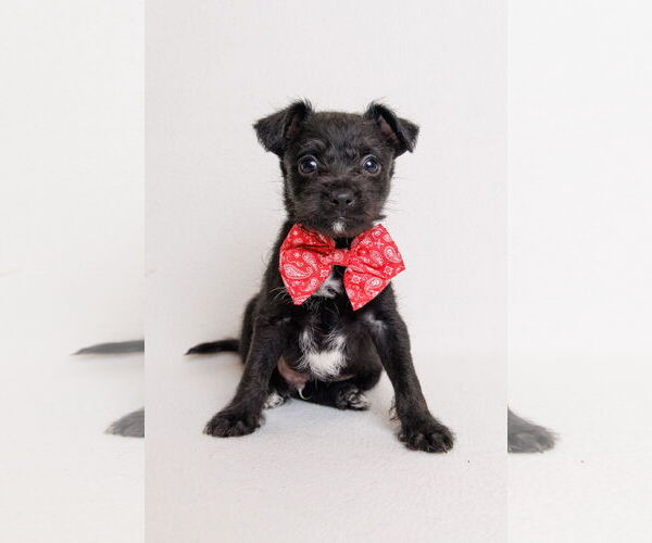 Medium Photo #1 Border Terrier-Chihuahua Mix Puppy For Sale in McKinney, TX, USA