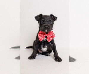 Border Terrier-Chihuahua Mix Dogs for adoption in McKinney, TX, USA