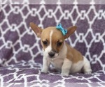 Small Photo #9 French Bulldog-Jack Russell Terrier Mix Puppy For Sale in LAKELAND, FL, USA