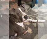 Small Photo #1 American Pit Bull Terrier Puppy For Sale in DETROIT, MI, USA