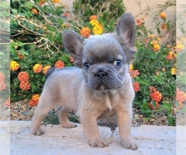 Medium Photo #10 French Bulldog Puppy For Sale in LAS VEGAS, NV, USA