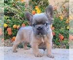 Small #9 French Bulldog