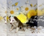 Small #5 Miniature Australian Shepherd