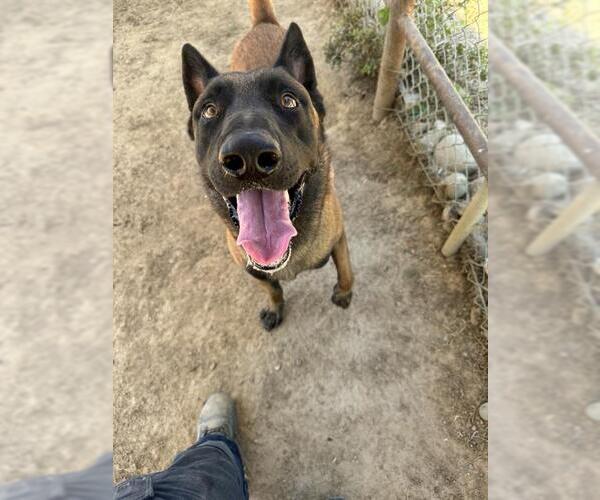 Medium Photo #1  Puppy For Sale in , 