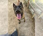 Small Photo #1  Puppy For Sale in , 