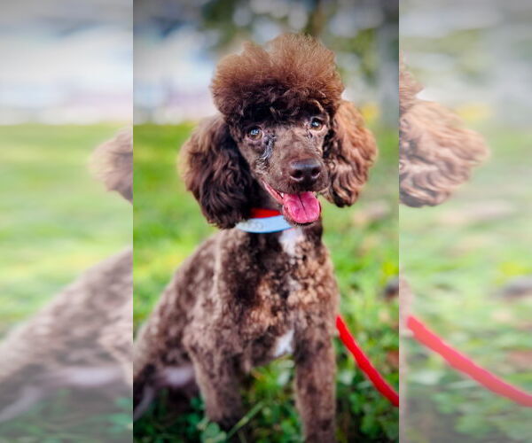 Medium Photo #4 Poodle (Toy) Puppy For Sale in Pacolet, SC, USA